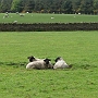 73-Les moutons il y en a partout, comme les vaches pour chez nous